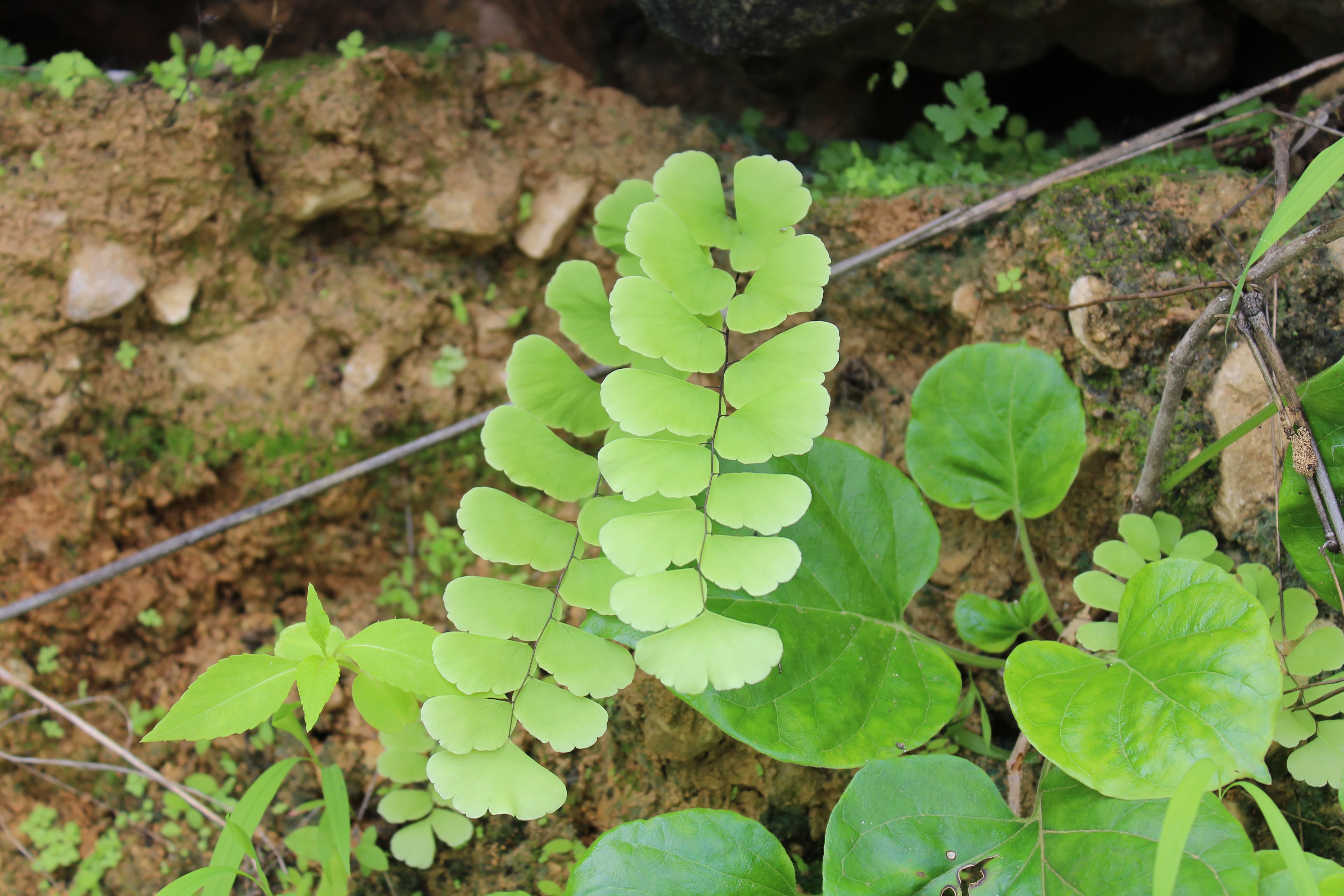 Plant Image